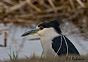 Nycticorax nycticorax